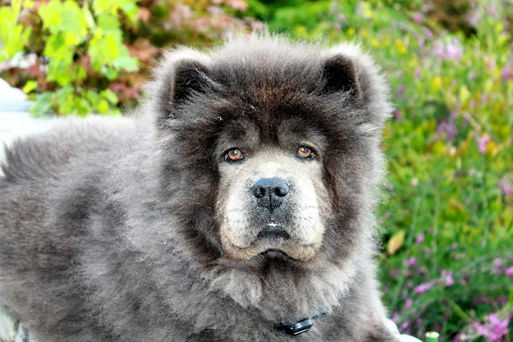 Chow chow dog