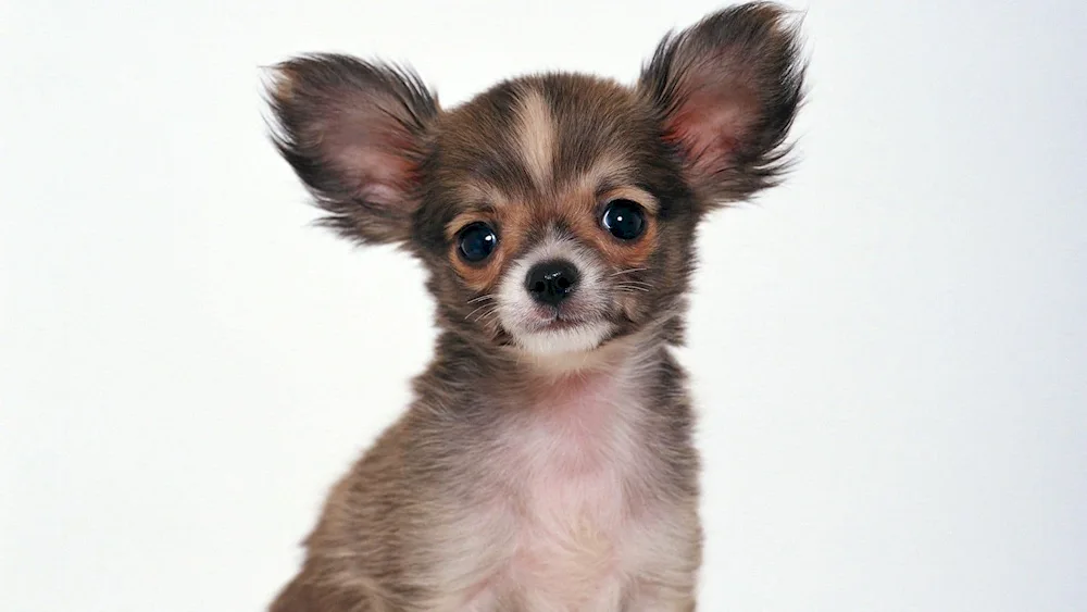 Chihuahua dog breed