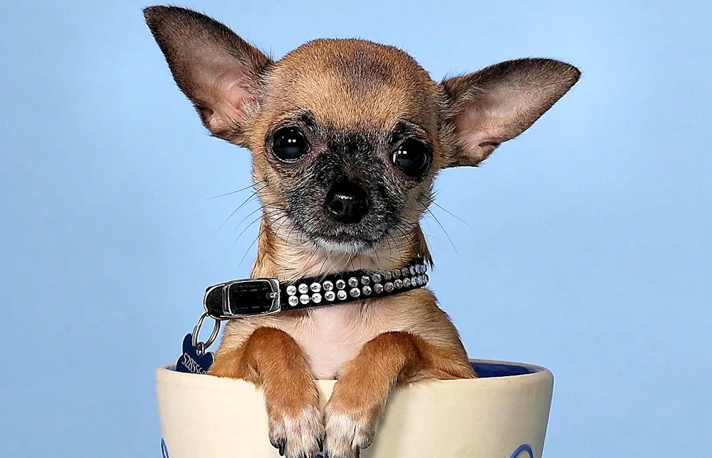 Breed of dog Chihuahua