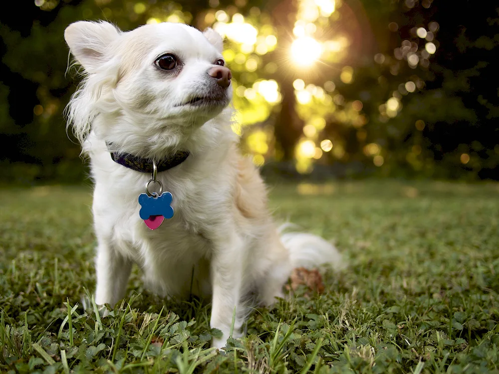 Chihuahua long-haired