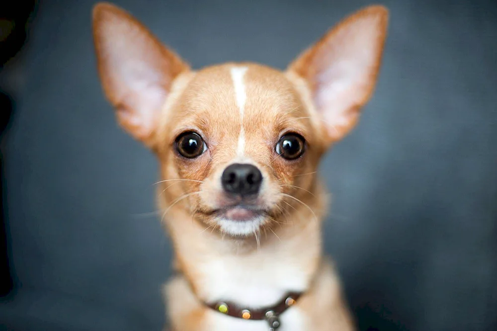 Dwarf Chihuahua dog