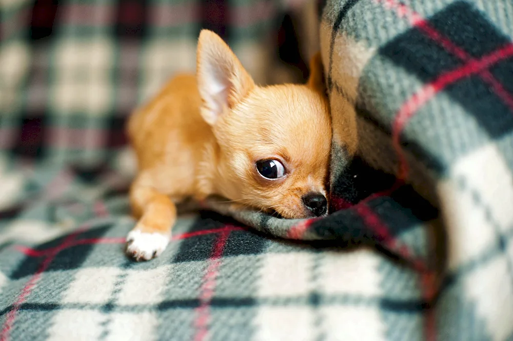 Chihuahua dog breed