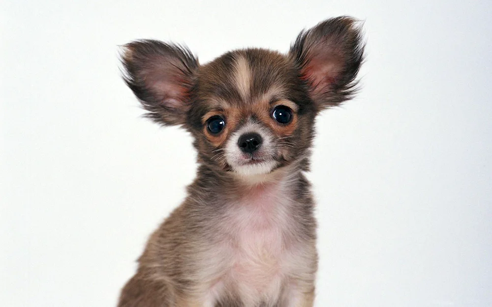 Chihuahua chihuahua dog breed