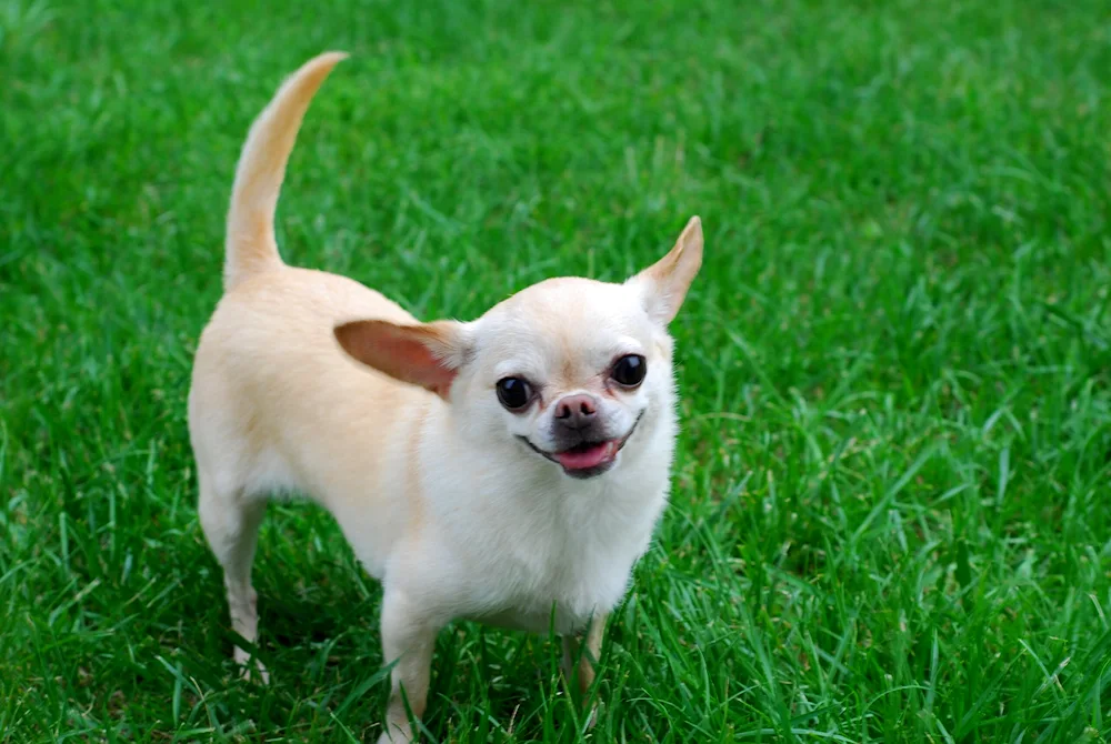 Chihuahua dog breed