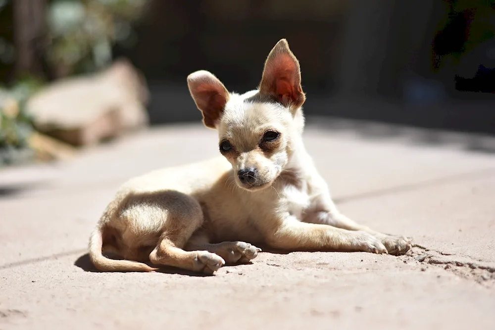 Chihuahua dog breed