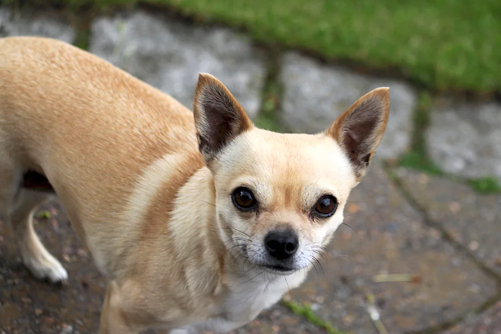 Chihuahua breed dogs chihuahua