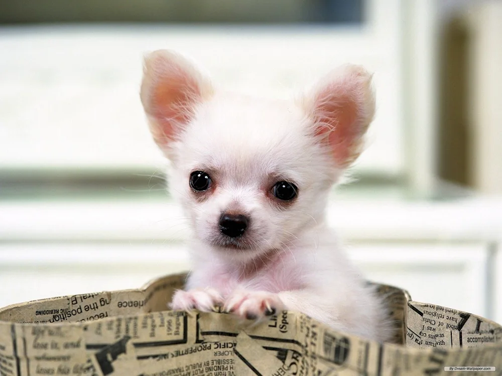 Chihuahua dog breed