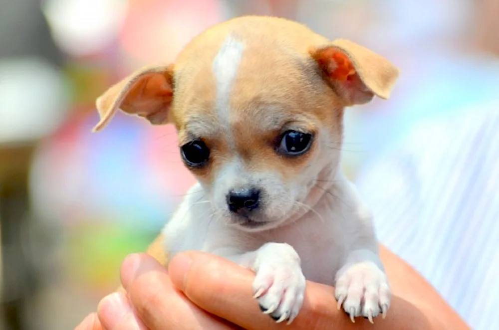 Chihuahua dog breed