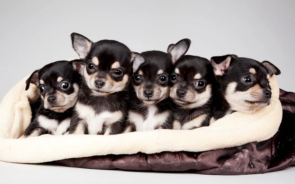 Chihuahua dog breed