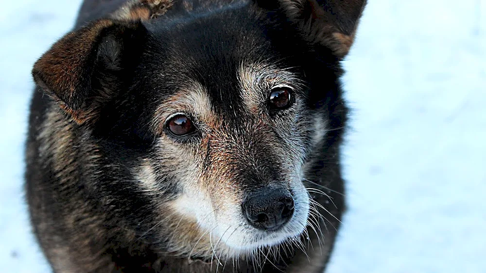 Shepherd dogs mongrels