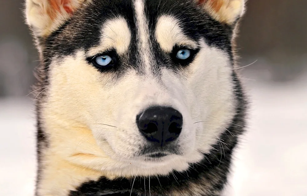 Siberian Husky