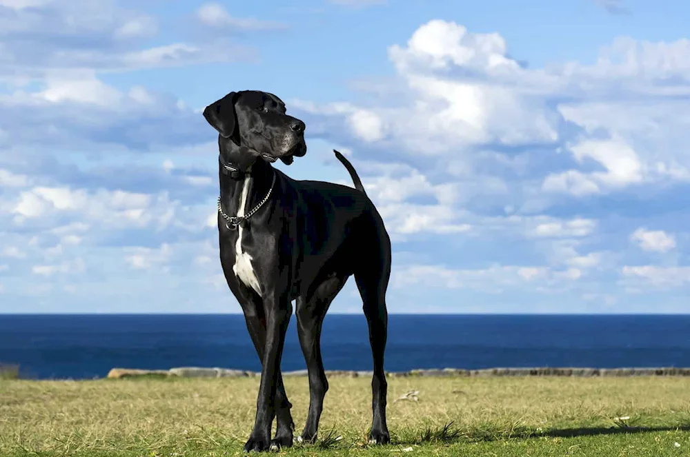 Great Dane dog