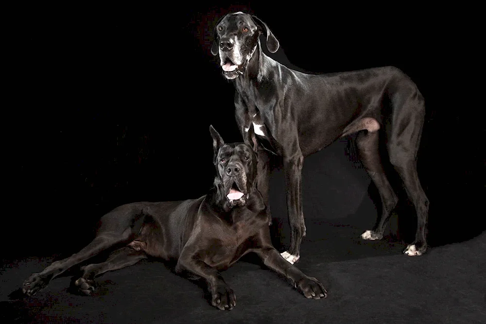 Great Dane dog