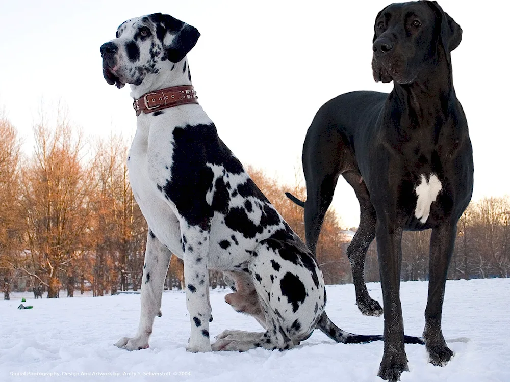 Great Dane dog