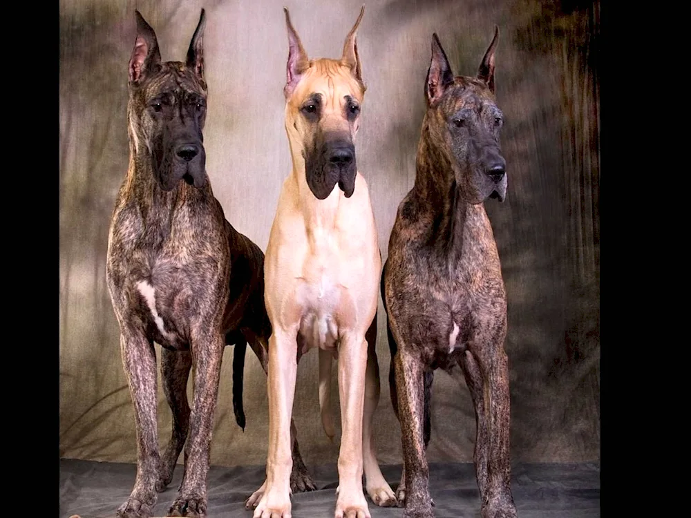 Breed of dog Royal Dog