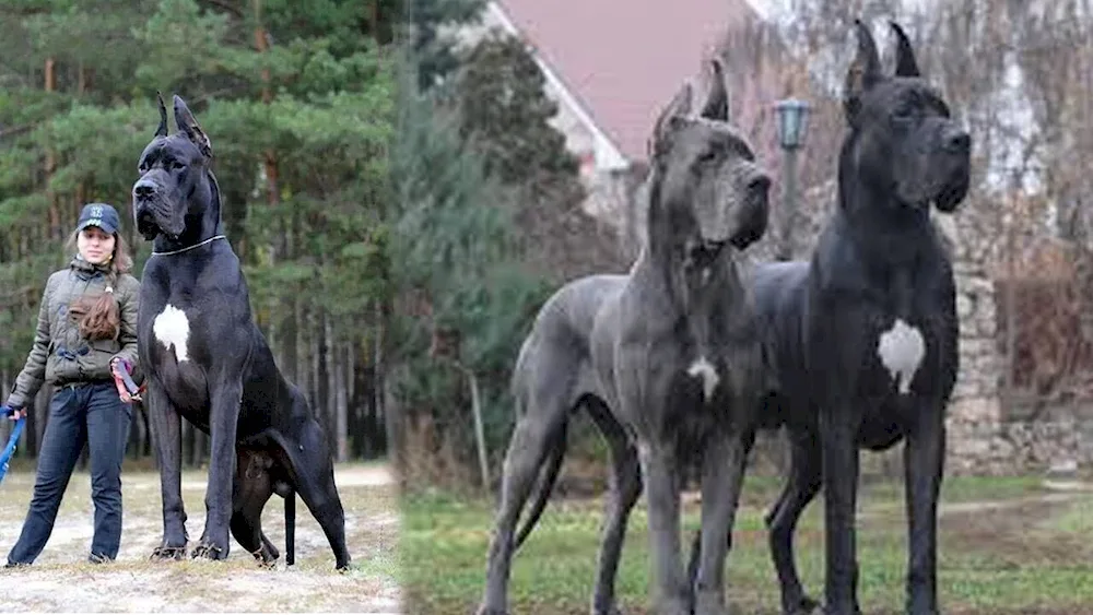 Breed of dog Royal Dog