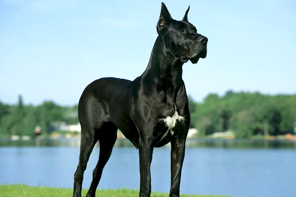 Great Dane dog