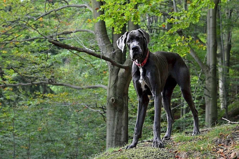 Great Dane dog