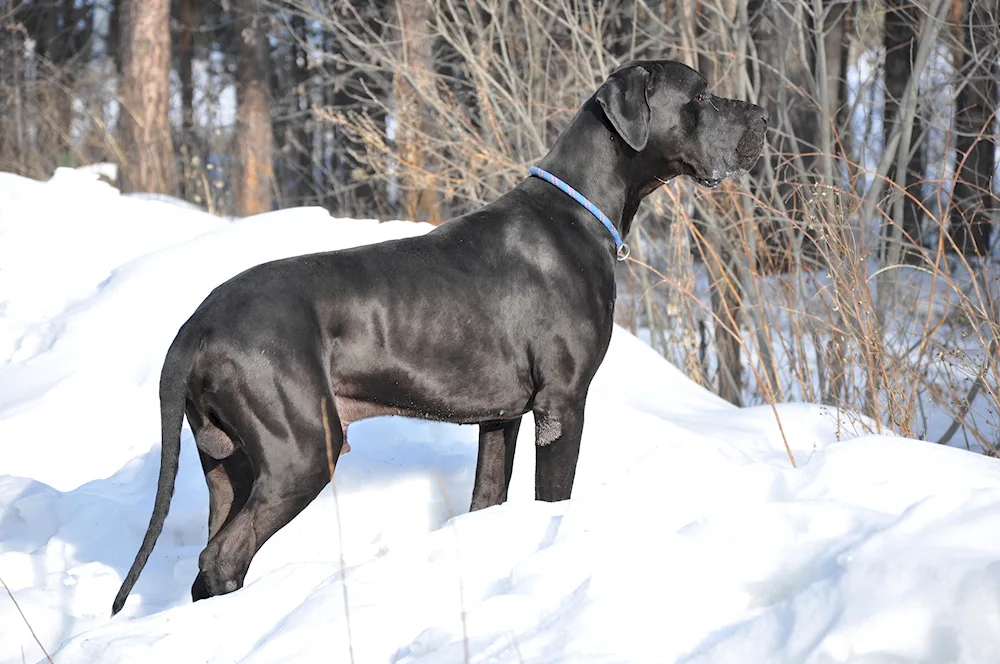 Great Dane dog