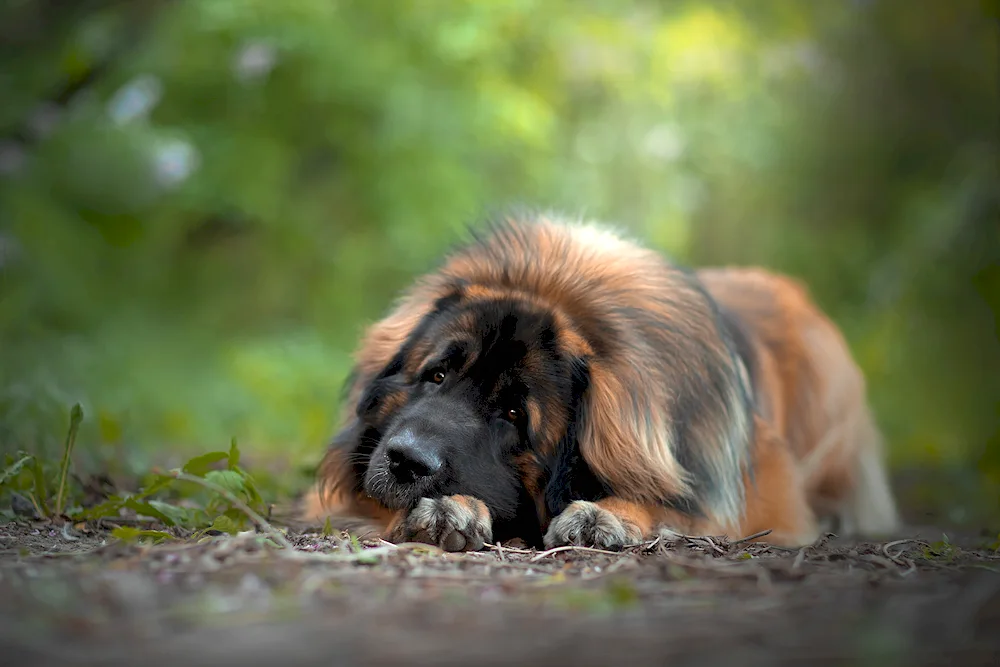 Leonberger