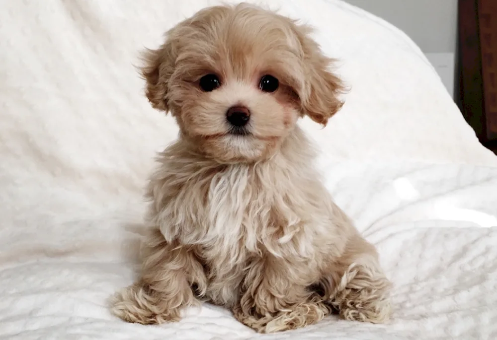 Maltipoo dog breed