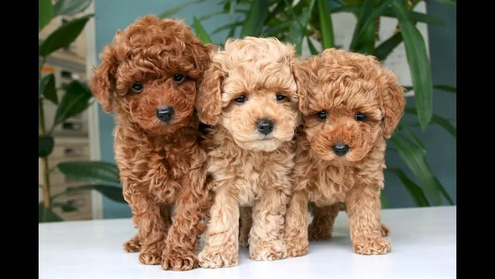 Breed of dog Maltipoo