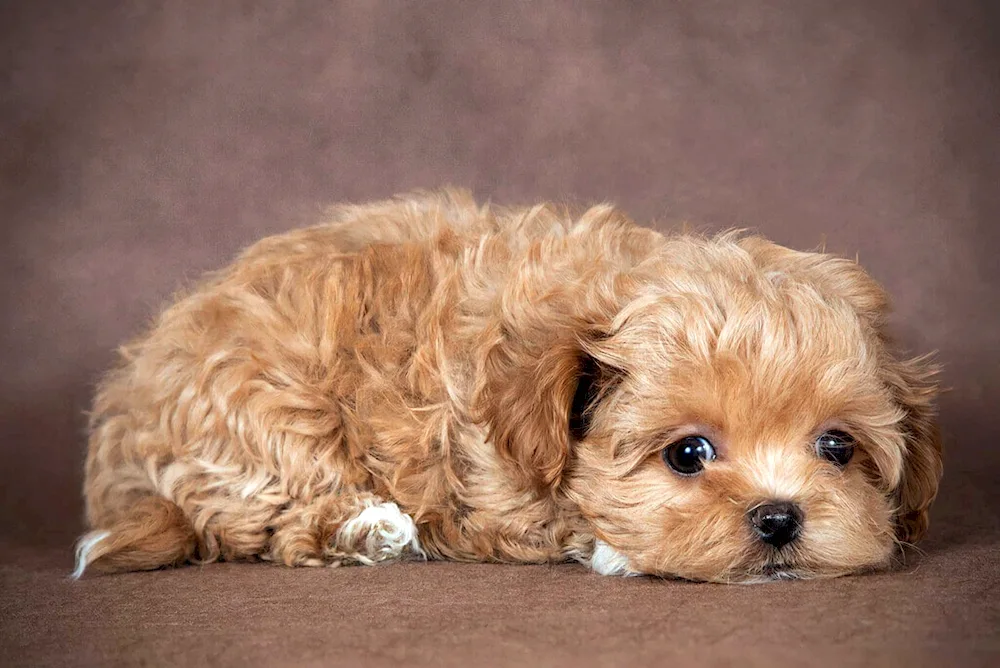 Maltipoo dog breed