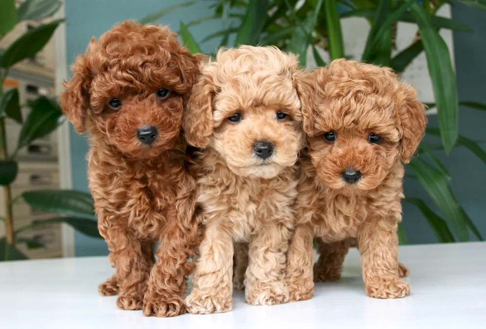 Toy poodle