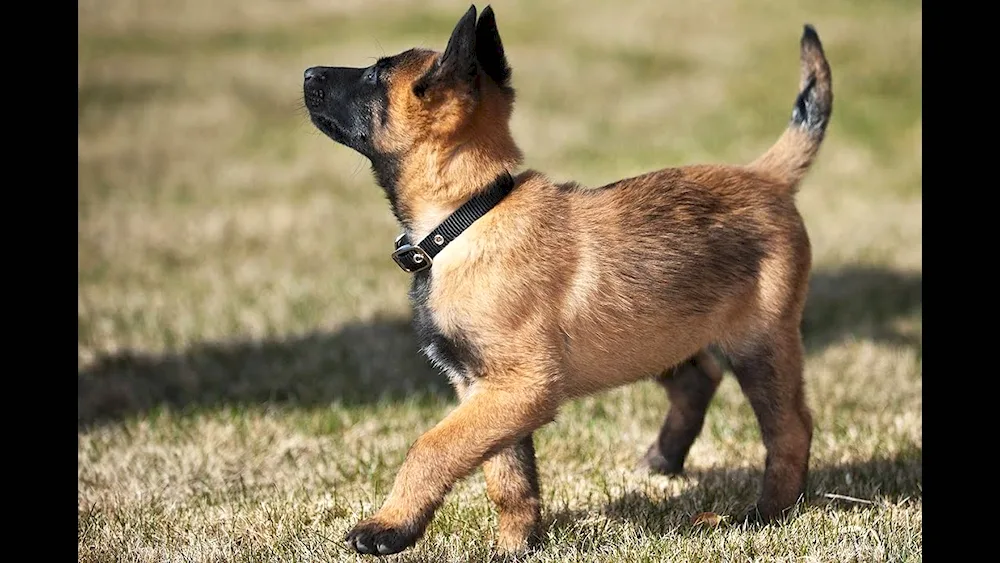 Belgian Shepherd Dog breed Malinois