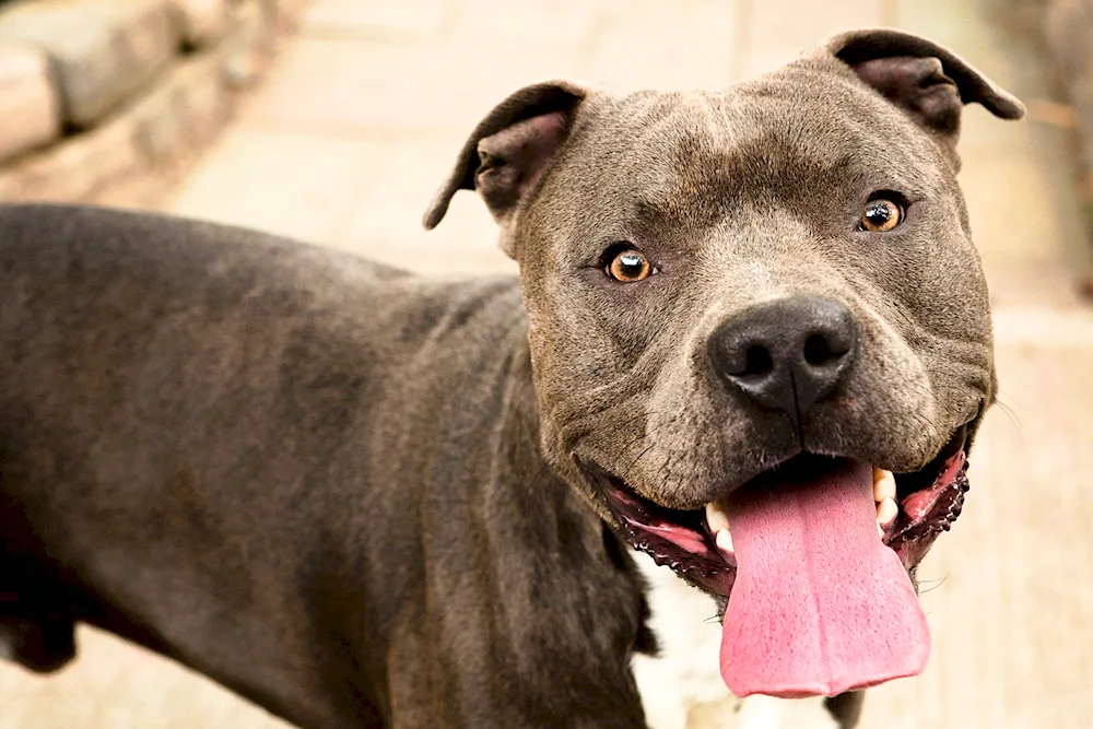 American Bulldog Bullie