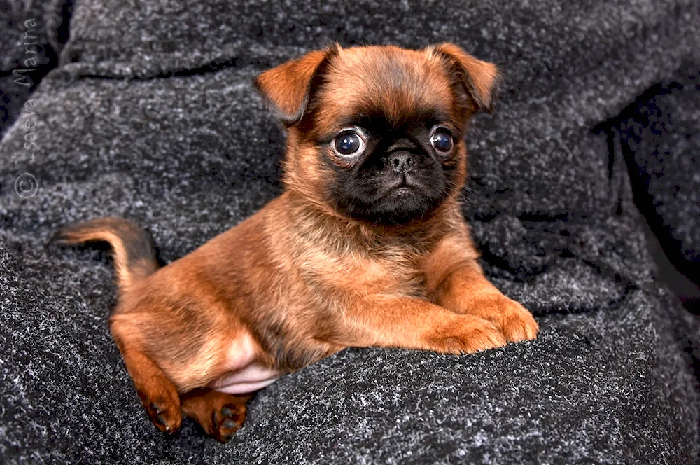 Brussels Griffon