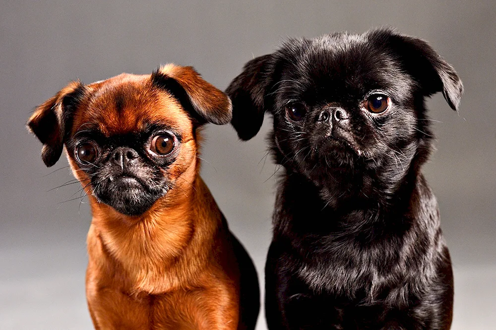 Brussels Griffon