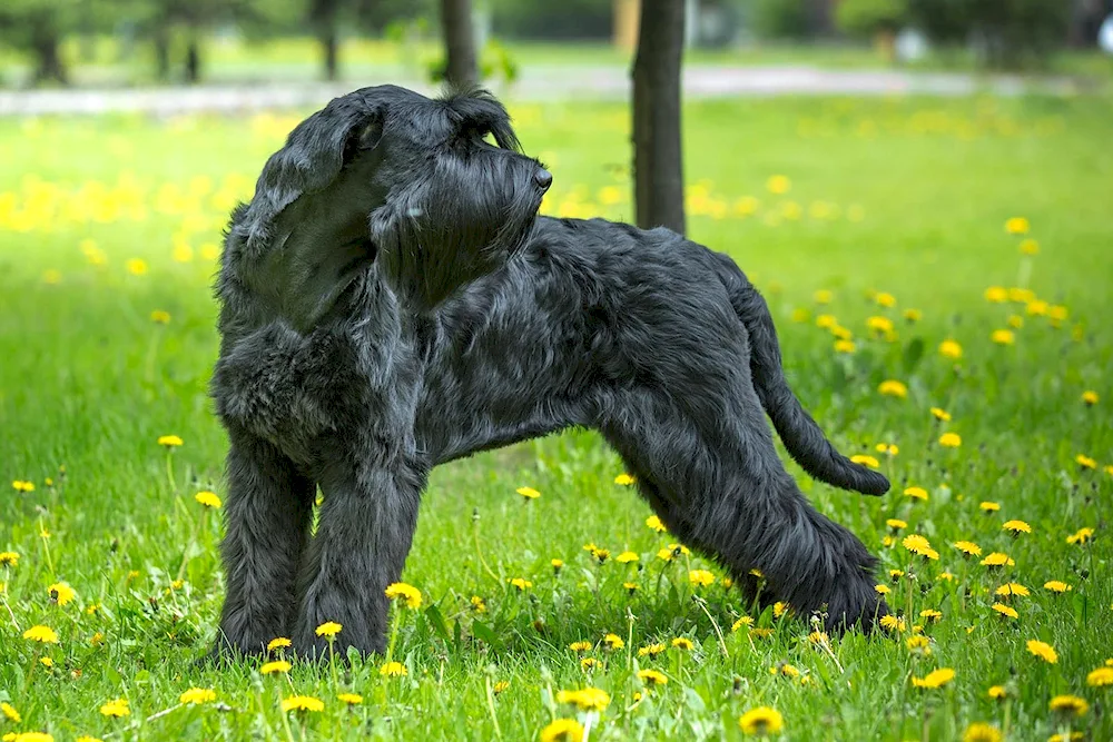 Scottish dog breed. Terrier