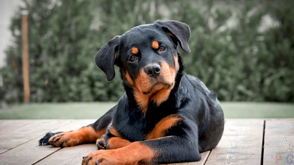 Rottweiler puppy