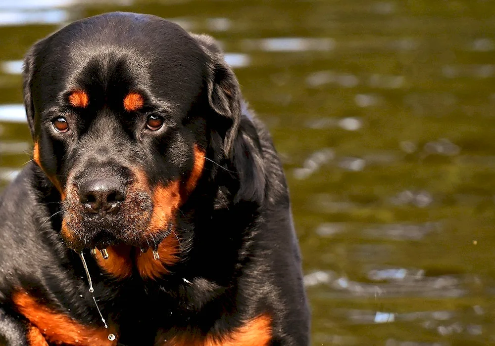 Rottweiler dog breed