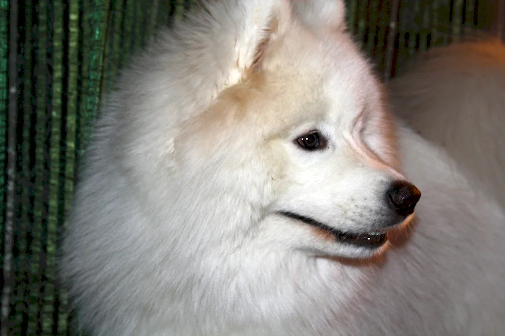 Dog haircut before and after