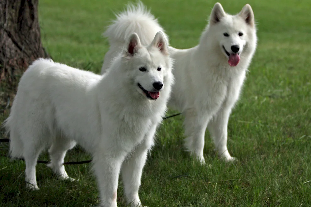 Samoed dog breed