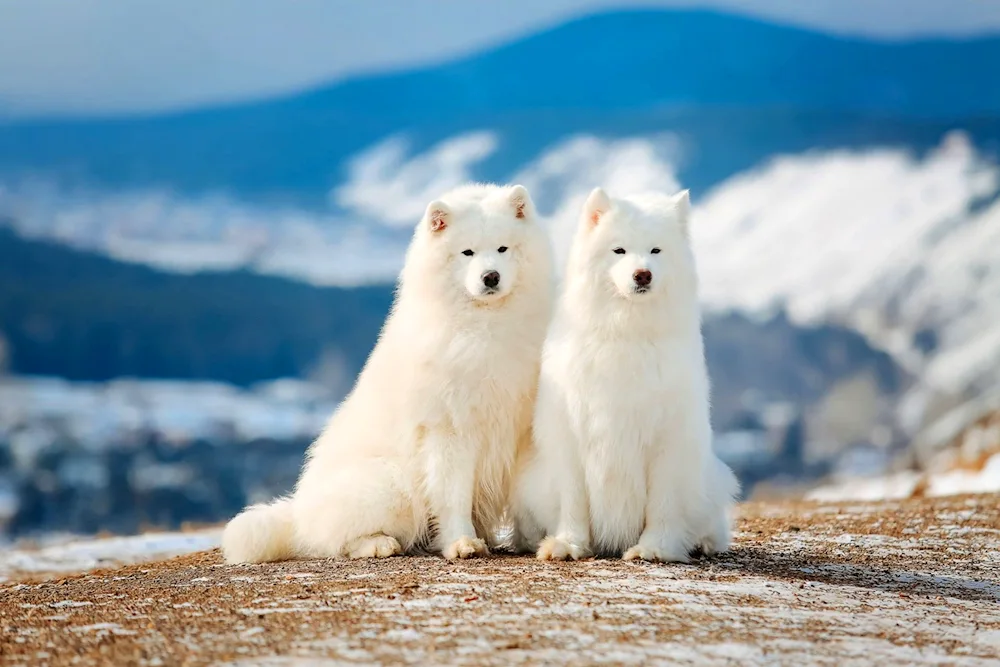 Samoyed dog