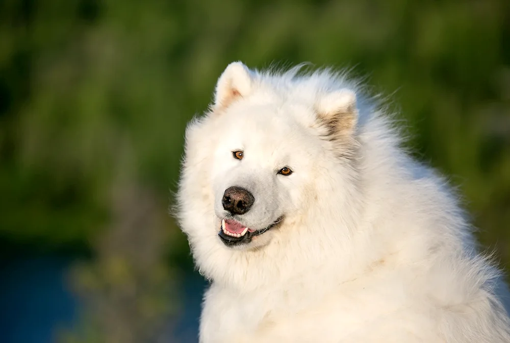 Samoyed dog breed