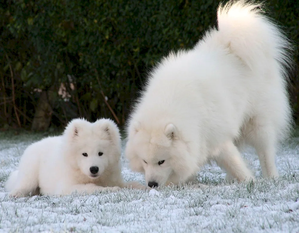 Samoyed husky