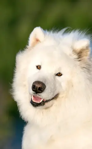 Samoyed dog