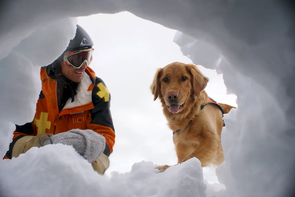 Breed rescue dogs in the mountains