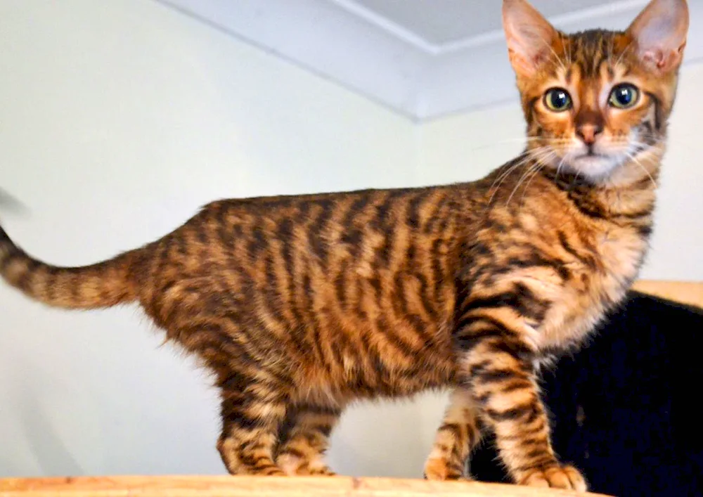 Toyger cat