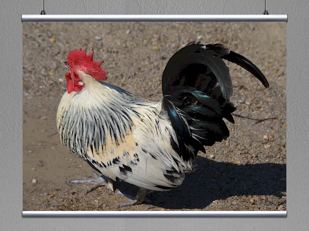 Breeding roosters