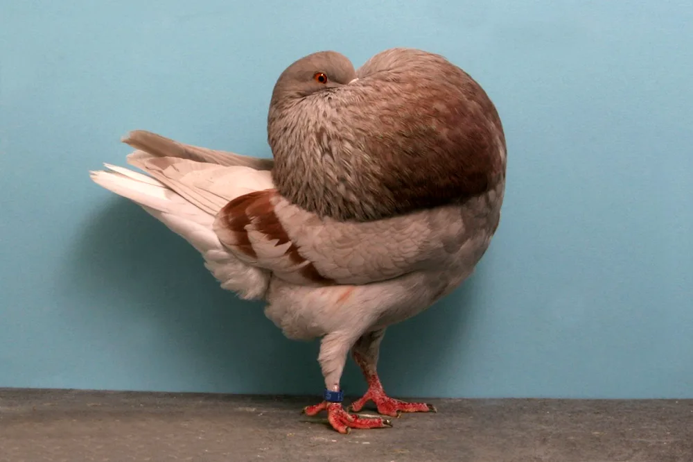 Breed of pigeon dutchess