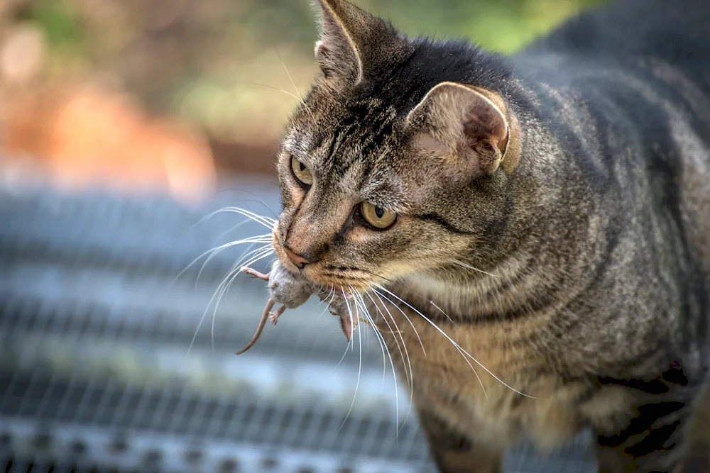 Mouse cat breed