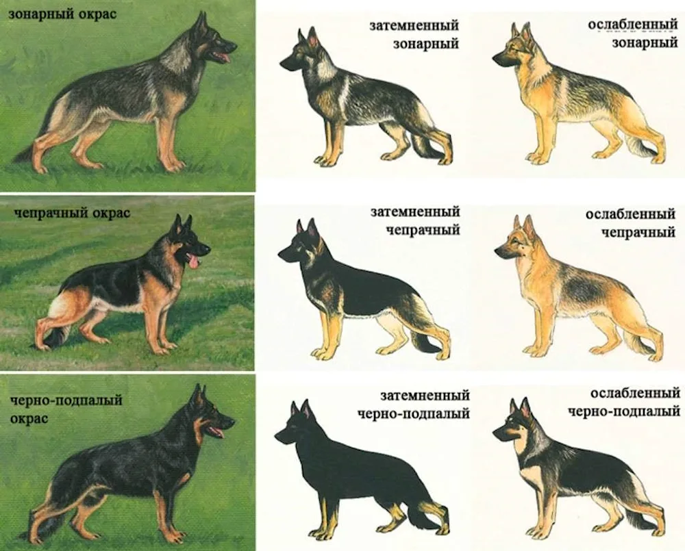 German Shepherd