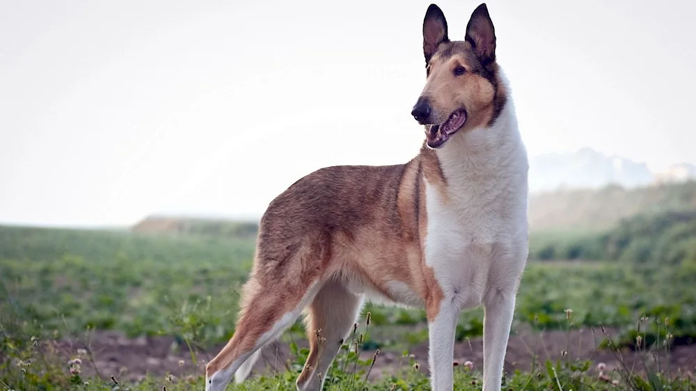 Short-haired Collie dog breeds