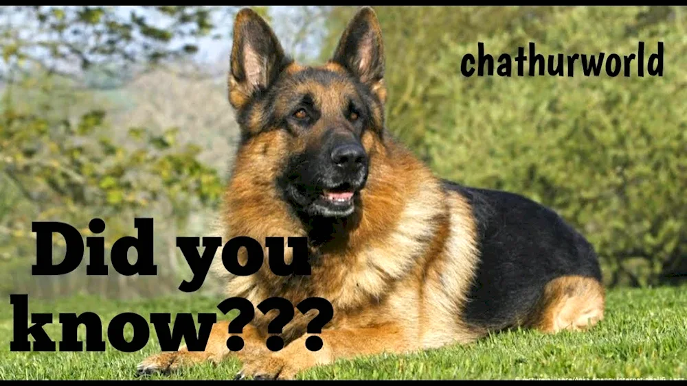 German Shepherd dog breeds
