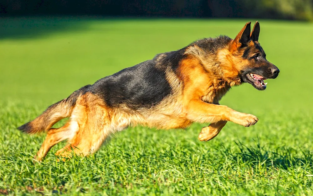 German Shepherd. Shepherd